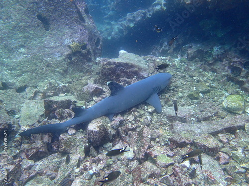 Whitetip shark, scuba diving in Galapagos Islands, gordon rocks (OLYMPUS DIGITAL CAMERA)