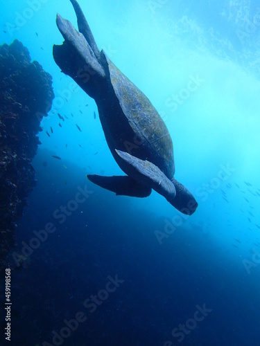 sea ​​turtle, scuba diving in Galapagos Islands, gordon rocks (OLYMPUS DIGITAL CAMERA) © EM2021