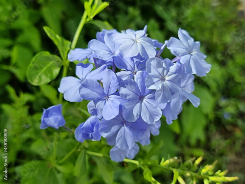 blue flowers and green leaf Plumbago auriculata