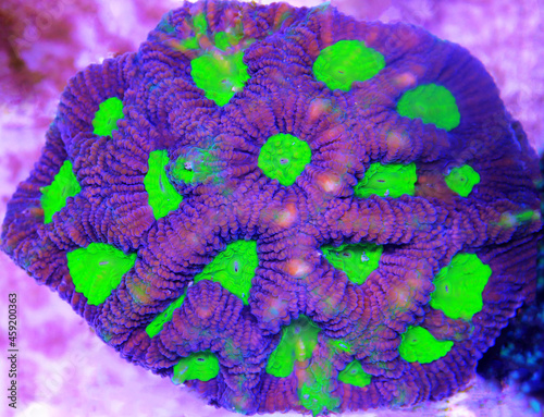 Tricolor Goniastrea LPS Coral - (Goniastrea sp.) photo