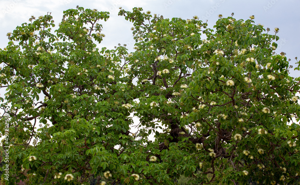 Flowering pequi tree ( Caryocar brasiliense ) in selective focus with depth of field blur