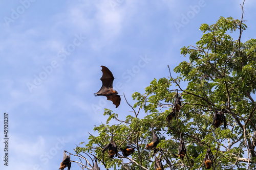 Fruit bat flying in forest. with the corona virus is a zoonotic disease, from animals to humans. is also thought to have originated in bats