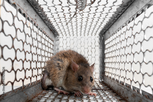 Close up of rat inside a mouse trap with loss freedom extermination. because dirt and may be carriers of disease. photo