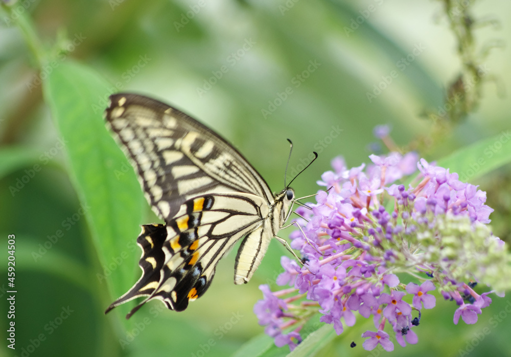 Swallowtail butterfly sucking nectar from flowers, which were taken in Tokyo, Japan. Papilio Xuthus. Swallowtail butterfly sucking nectar from flowers, which were taken in Tokyo, Japan. Papilio Xuthus.