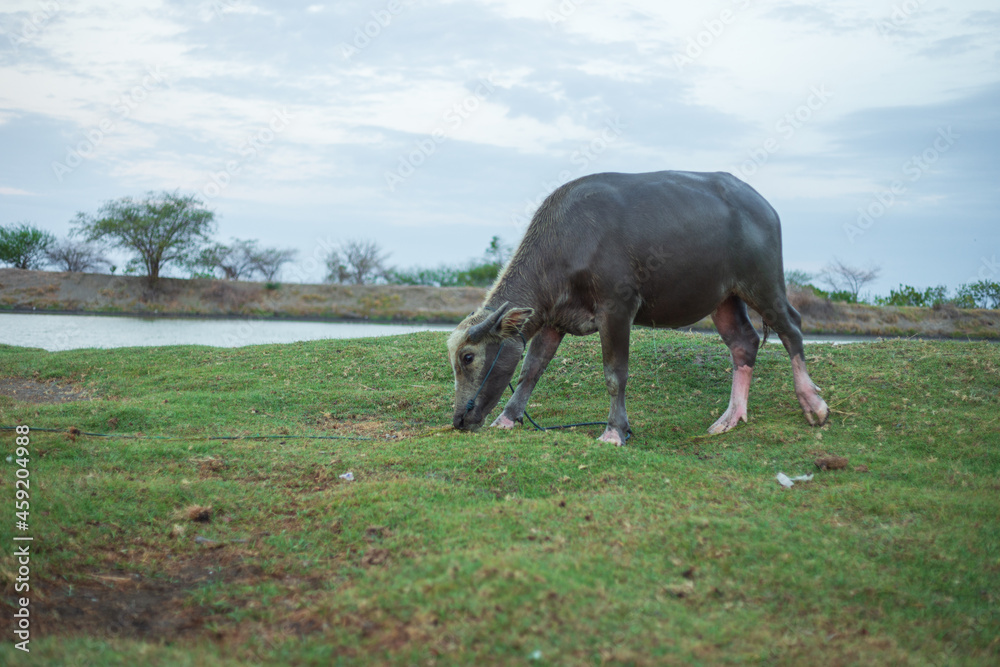 Male Bufallo with a sky background with green grass Male Bufallo with a sky background with green grass