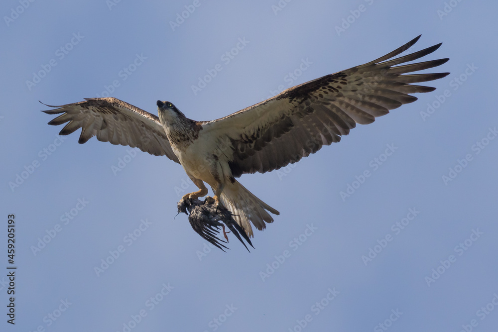 A female osprey fishing for her family and catching a water bird instead of a fish - the hicks did not seem to mind! She concentrates as she lands back at her nest