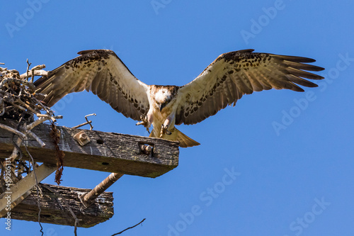 A female osprey fishing for her family and catching a water bird instead of a fish - the hicks did not seem to mind! She concentrates as she lands back at her nest