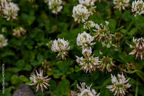 blooming clover on the city street. plants in an urban environment.