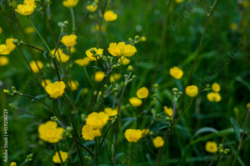 small yellow flowers. natural background with summer flowers.