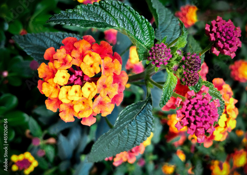 lantanas flowers with green leaves