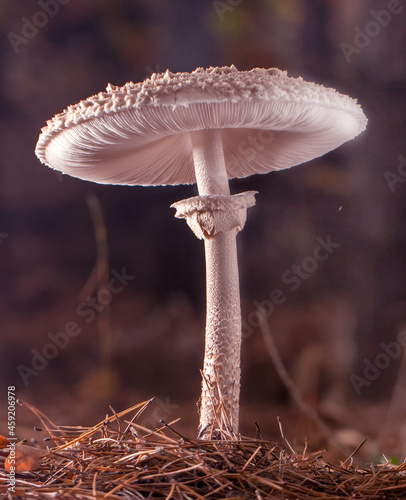 False Death Cap or Citron Amanita close-up, selective focus. photo