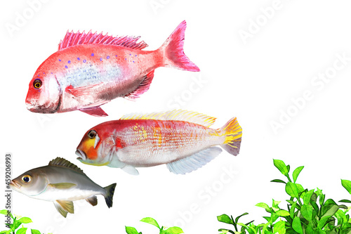 東京湾の魚たち