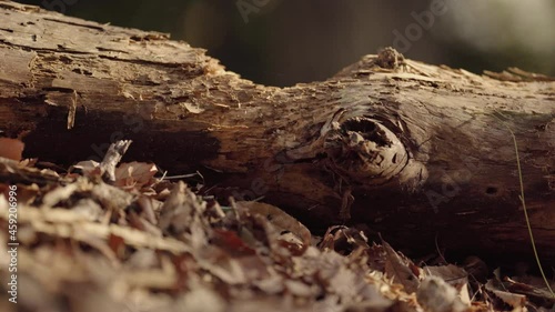 Wallpaper Mural Decaying and shaved tree trunk (3) Torontodigital.ca