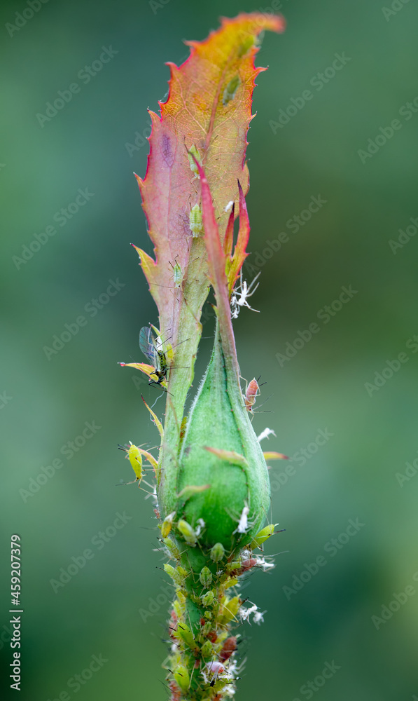 Aphids and mites on a rose shoot, close-up.