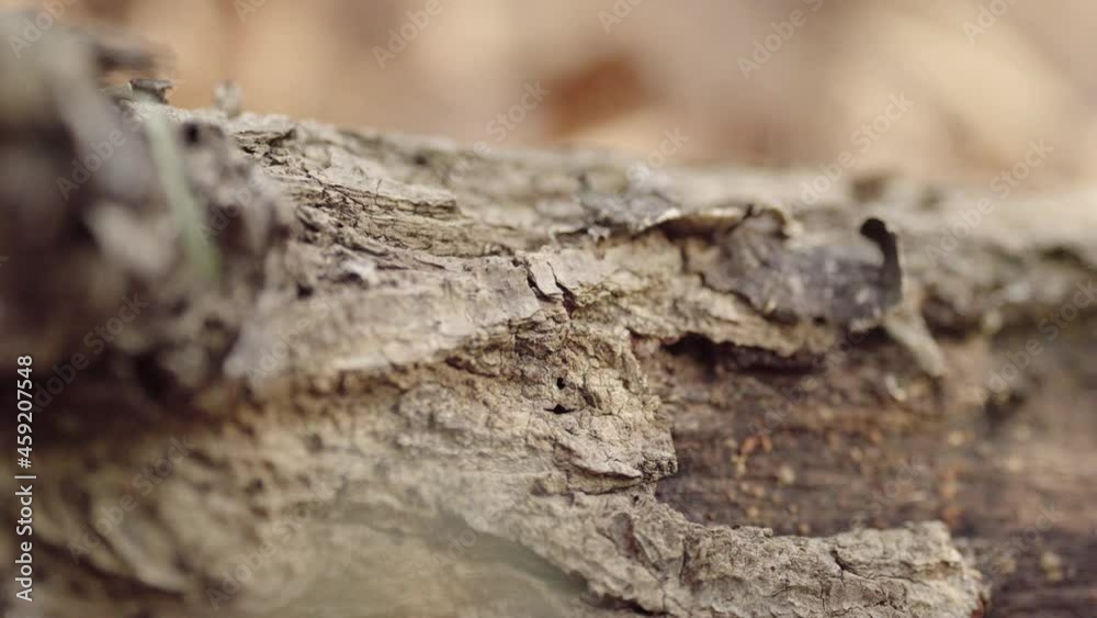 Close-up of the surface of a tree trunk where sunlight shines through (1) Close-up of the surface of a tree trunk where sunlight shines through (1)