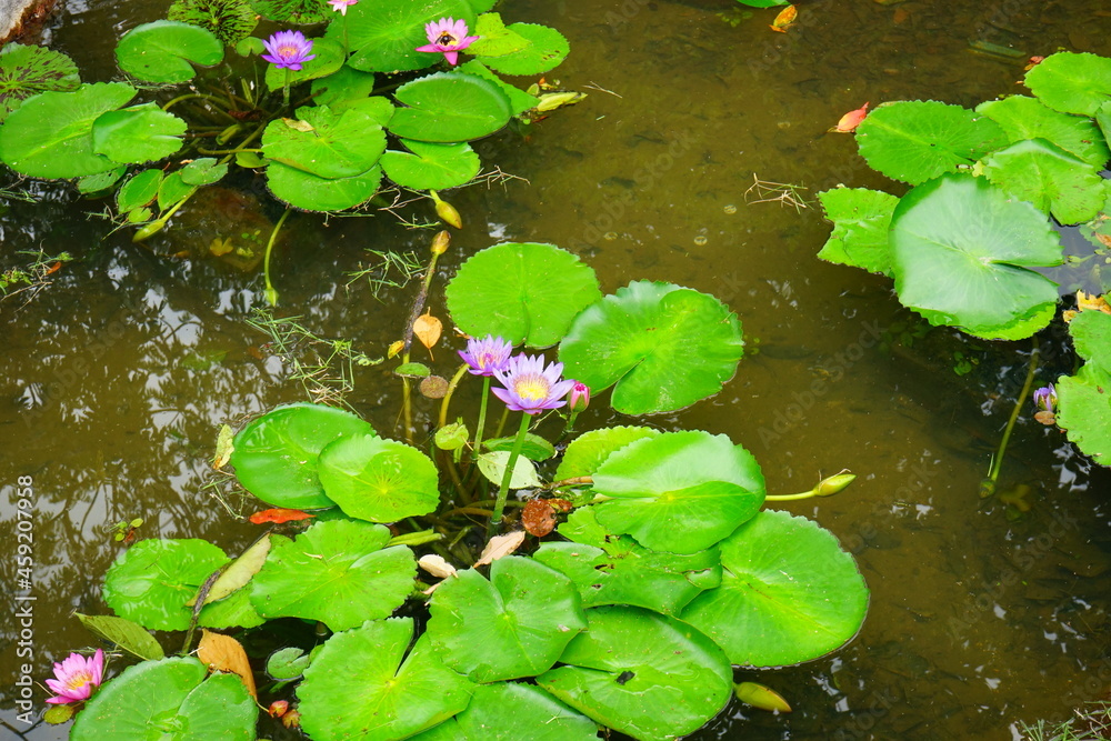Pink and purple water lily flower floating on the water - ピンクと紫色の睡蓮の花 Pink and purple water lily flower floating on the water - ピンクと紫色の睡蓮の花