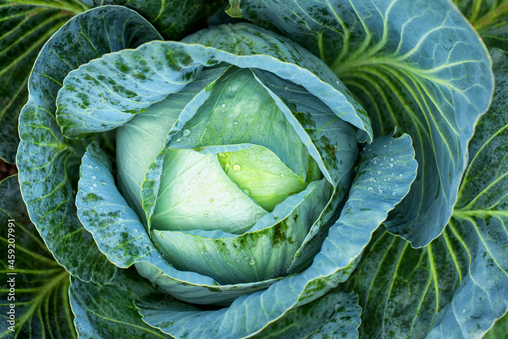 Big green cabbage on the farm. Vegetarian food background. Big green cabbage on the farm. Vegetarian food background.