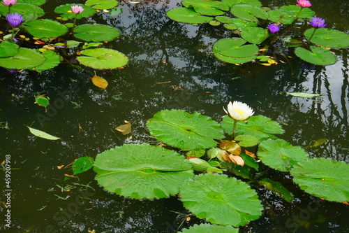 Pink and purple water lily flower floating on the water - ピンクと紫色の睡蓮の花
