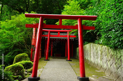Torii Gate of Hakuryuu Inari Shrine in Oita  Kyushu  Japan -                                                         