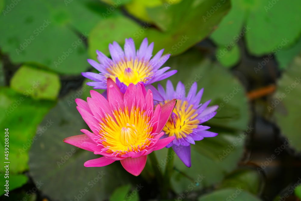 Pink and purple water lily flower floating on the water - ピンク 紫色 睡蓮 花 Pink and purple water lily flower floating on the water - ピンク 紫色 睡蓮 花