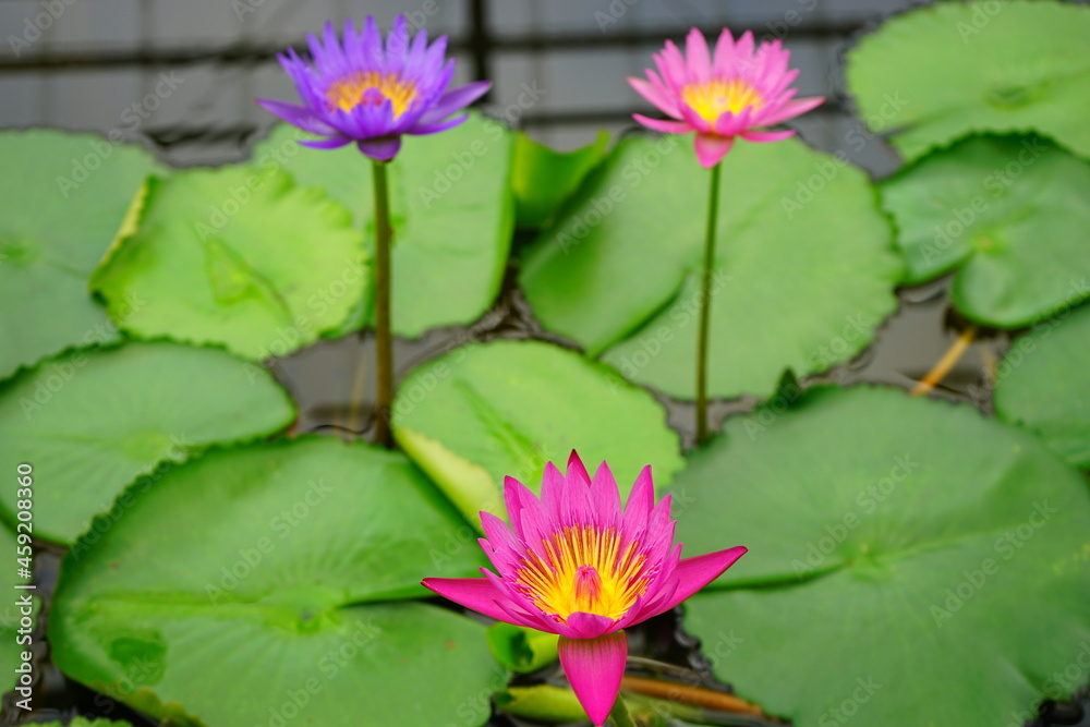 Pink and purple water lily flower floating on the water - ピンク 紫色 睡蓮 花 Pink and purple water lily flower floating on the water - ピンク 紫色 睡蓮 花