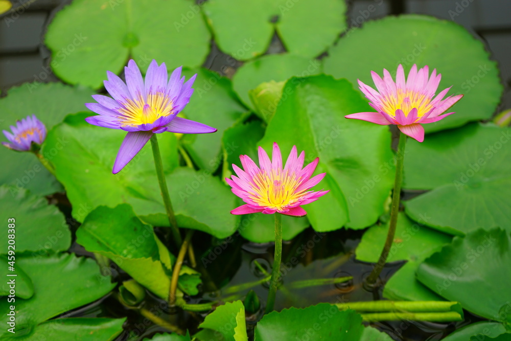 Pink and purple water lily flower floating on the water - ピンク 紫色 睡蓮 花 Pink and purple water lily flower floating on the water - ピンク 紫色 睡蓮 花