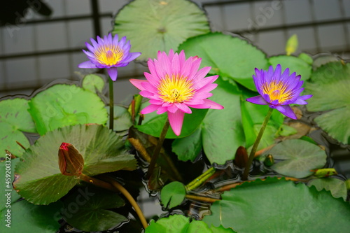 Pink and purple water lily flower floating on the water - ピンク 紫色 睡蓮 花 