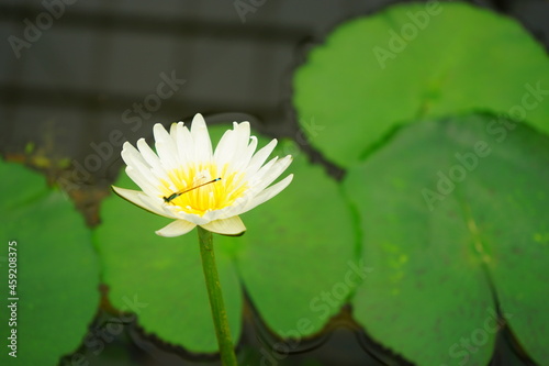 Dragonfly and White water lily flower floating on the water -                         