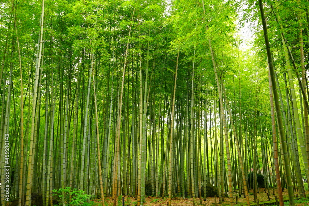 Green Fresh Bamboo Forest in Oita, Japan - 日本 大分県 別府公園 竹林 Green Fresh Bamboo Forest in Oita, Japan - 日本 大分県 別府公園 竹林