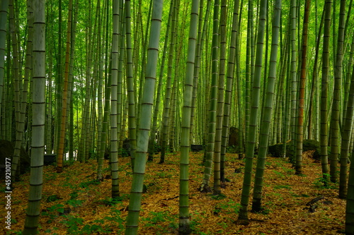 Green Fresh Bamboo Forest in Oita  Japan -                                      