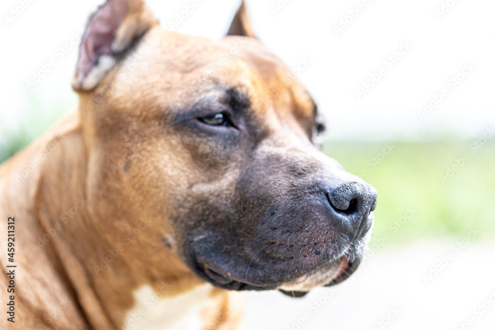 Close-up of a dog's muzzle, a labrador's muzzle.