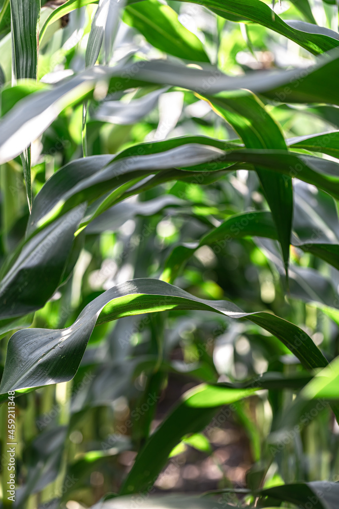 Natural background with growing leaves of corn. Natural background with growing leaves of corn.