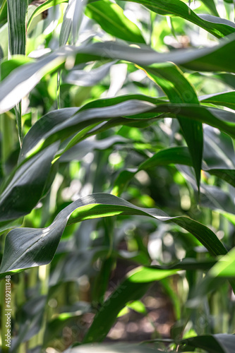 Natural background with growing leaves of corn.