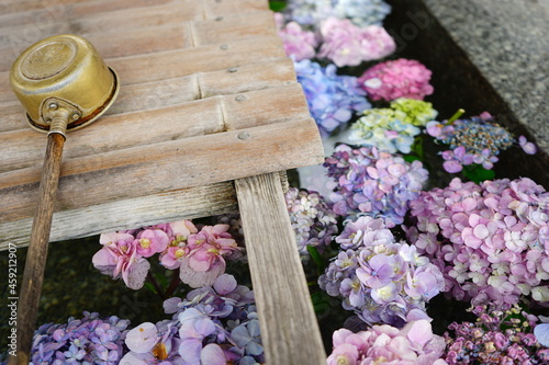 Colorful Hydrangea Flower floating on Water -                                        