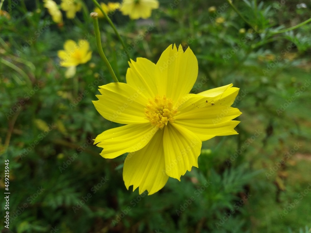 Obraz premium yellow flowers in the garden