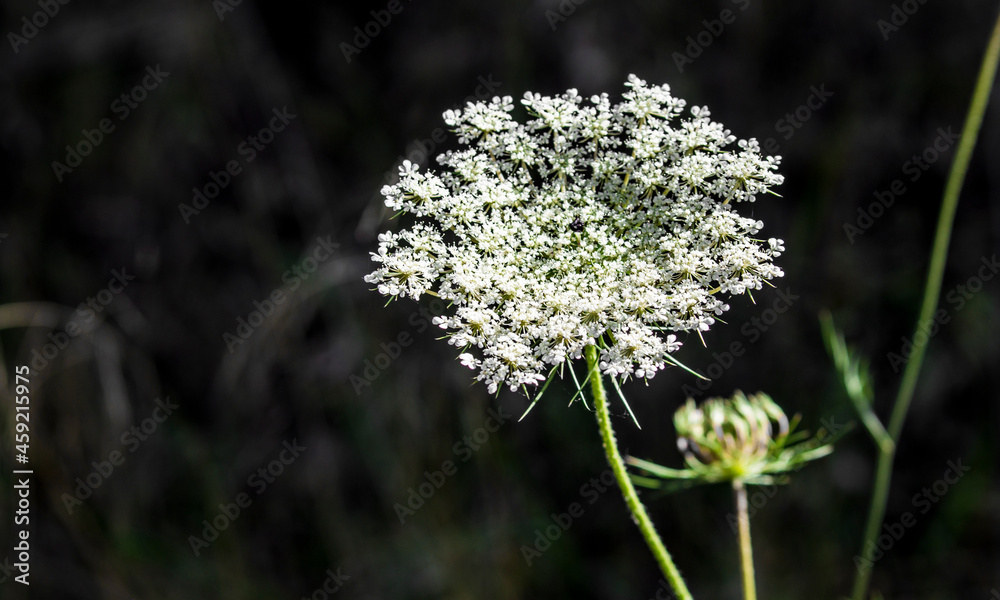 Wild flower growing in the middle of the field Wild flower growing in the middle of the field
