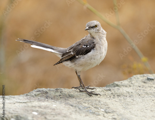 Fototapeta Northern Mockingbird, Adult