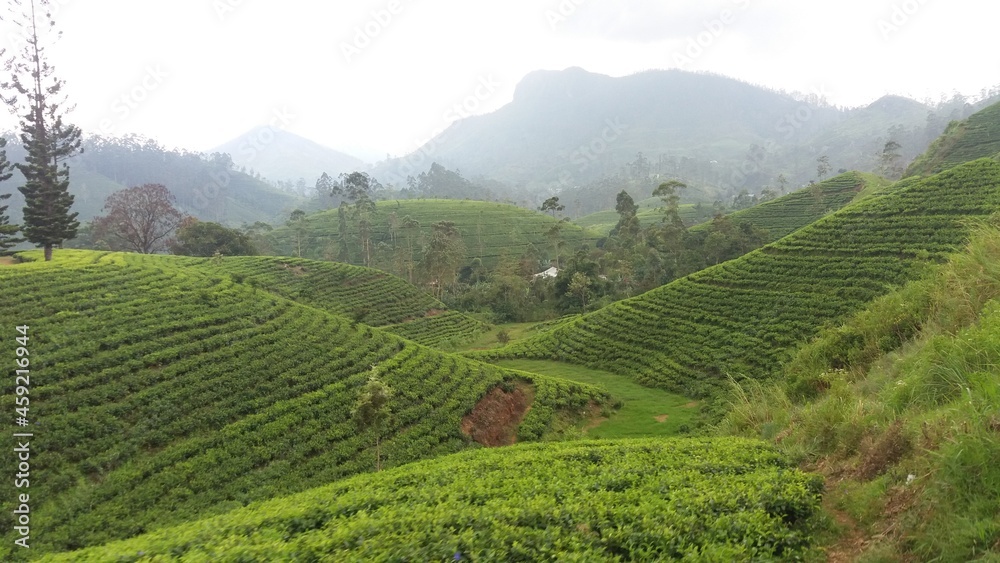 Tea Plantation in Hill Country Sri Lanka