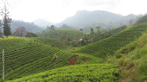 Tea Plantation in Hill Country Sri Lanka