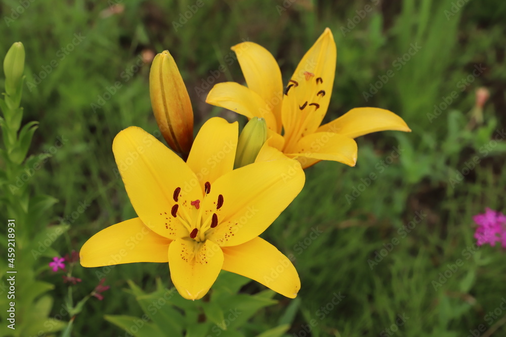 Obraz premium 初夏の公園に咲く黄色いスカシユリの花