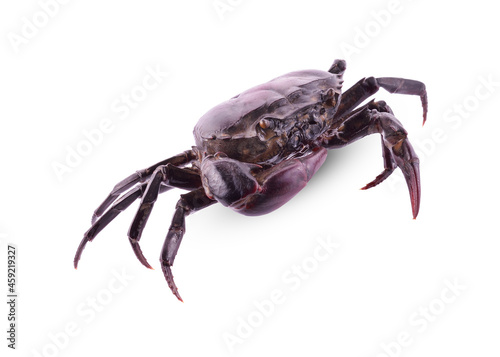 Ricefield crab (Freshwater crab) isolated on white background, Somanniathelphusa
