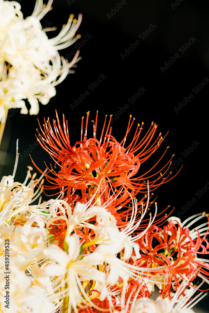 彼岸花(曼珠沙華)