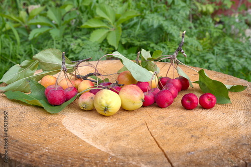 Red and yellow apples ranet on a stump in the garden photo