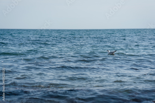 Seagull in the sea water background.