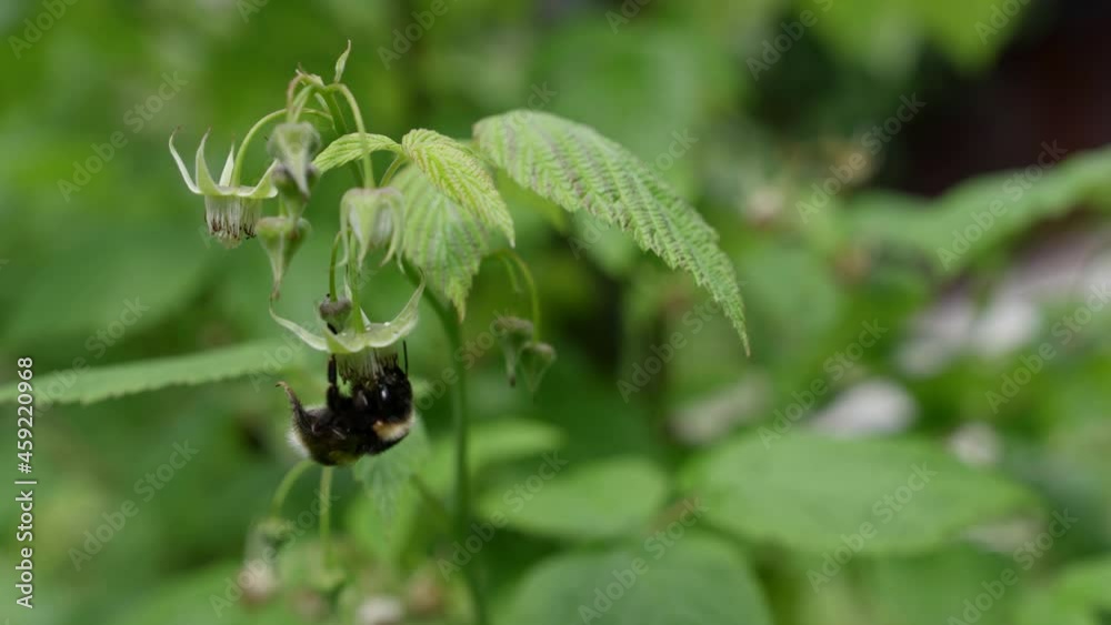 A honey bee in slow motion on a flower. A bee collects nectar in a spring field