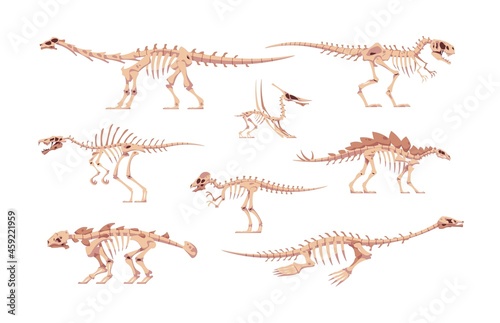 Dino bones. Cartoon dinosaur skeletons for kids illustration. Skulls and body fossil parts of Jurassic raptors. Prehistoric predators and herbivorous. Vector isolated extinct reptiles set © SpicyTruffel