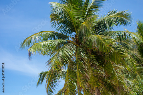 boiled coconut  sky  sea