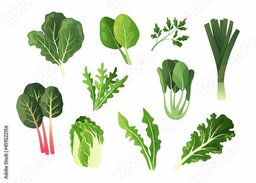Green salad vegetables. Cartoon food leaves. Organic lettuce and watercress. Isolated chard or spinach. Fresh dandelion. Natural arugula and collard. Vector vegetarian products set