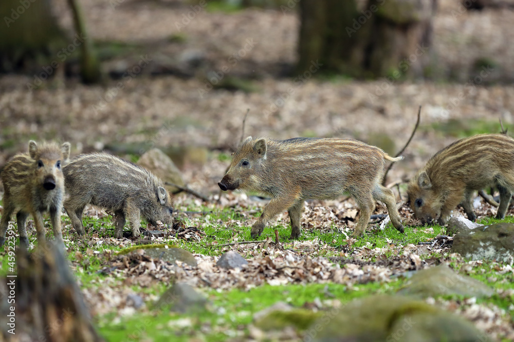 The wild boar (Sus scrofa), also known as the wild swine or Eurasian wild pig, young piglet in the forest. The wild boar (Sus scrofa), also known as the wild swine or Eurasian wild pig, young piglet in the forest.