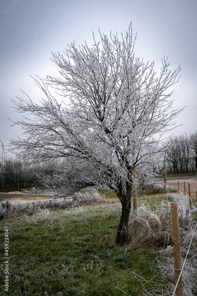 Single tree with frozen branches in winter Single tree with frozen branches in winter